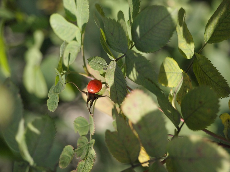 Image of genus Rosa specimen.