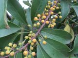 Heptapleurum arboricola