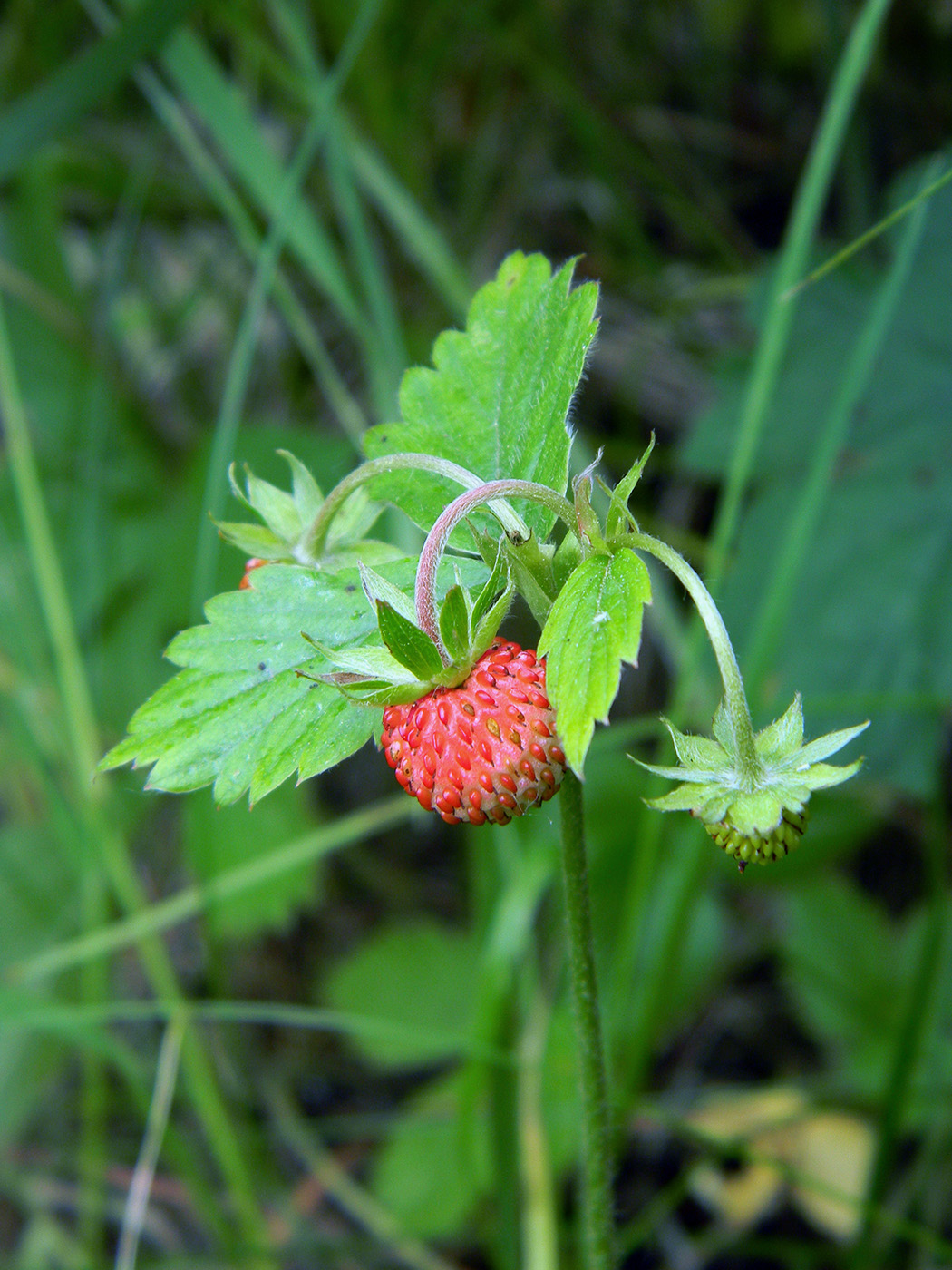 Изображение особи Fragaria vesca.