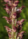 Anacamptis coriophora. Часть соцветия. Крым, Байдарская долина, окр. с. Тыловое, влажный луг. 9 июня 2016 г.