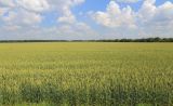 Triticum aestivum. Плодоносящие растения (озимый сорт \"Юка\"). Ростовская обл., Неклиновский р-н, Андреево-Мелентьевское с/п, на поле. 17.06.2016.