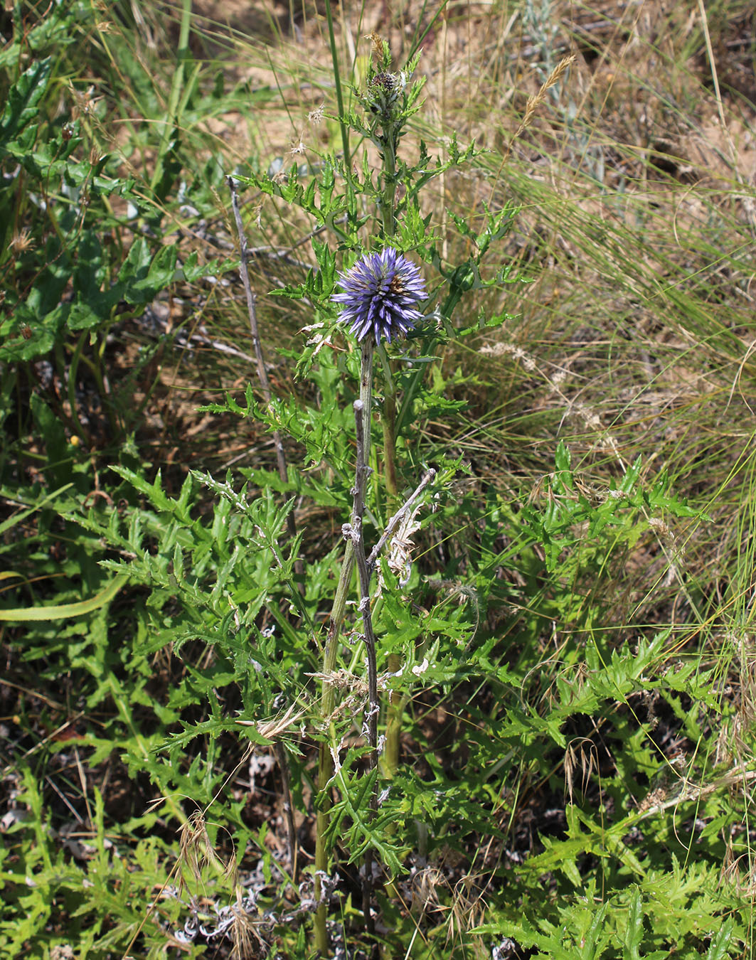 Изображение особи Echinops ruthenicus.