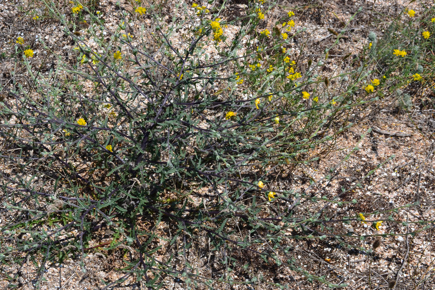 Изображение особи Verbascum pinnatifidum.