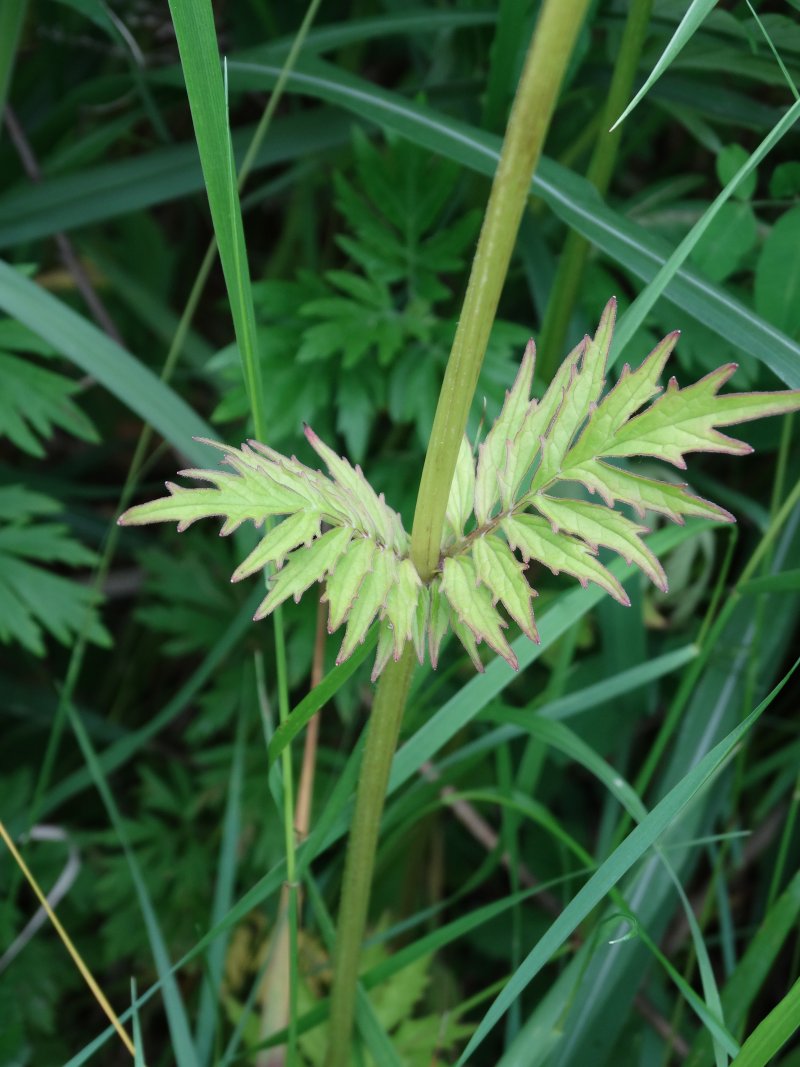 Image of Valeriana alternifolia specimen.
