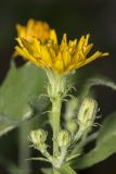 Picris hieracioides. Соцветия. Саратов, Октябрьское ущелье. 02.07.2016.
