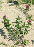 Trifolium medium