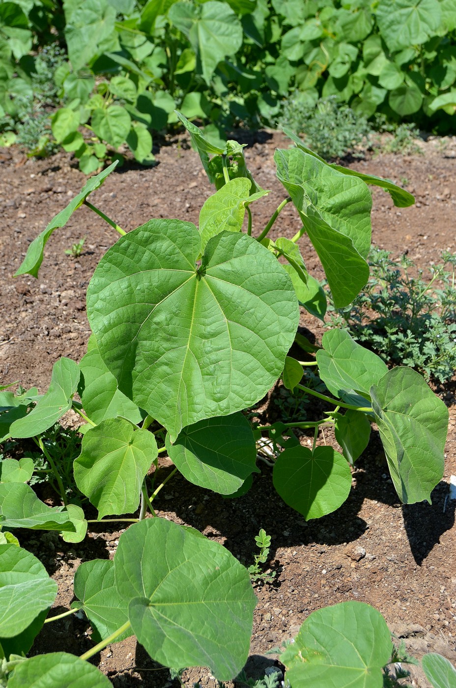 Image of Abutilon theophrasti specimen.