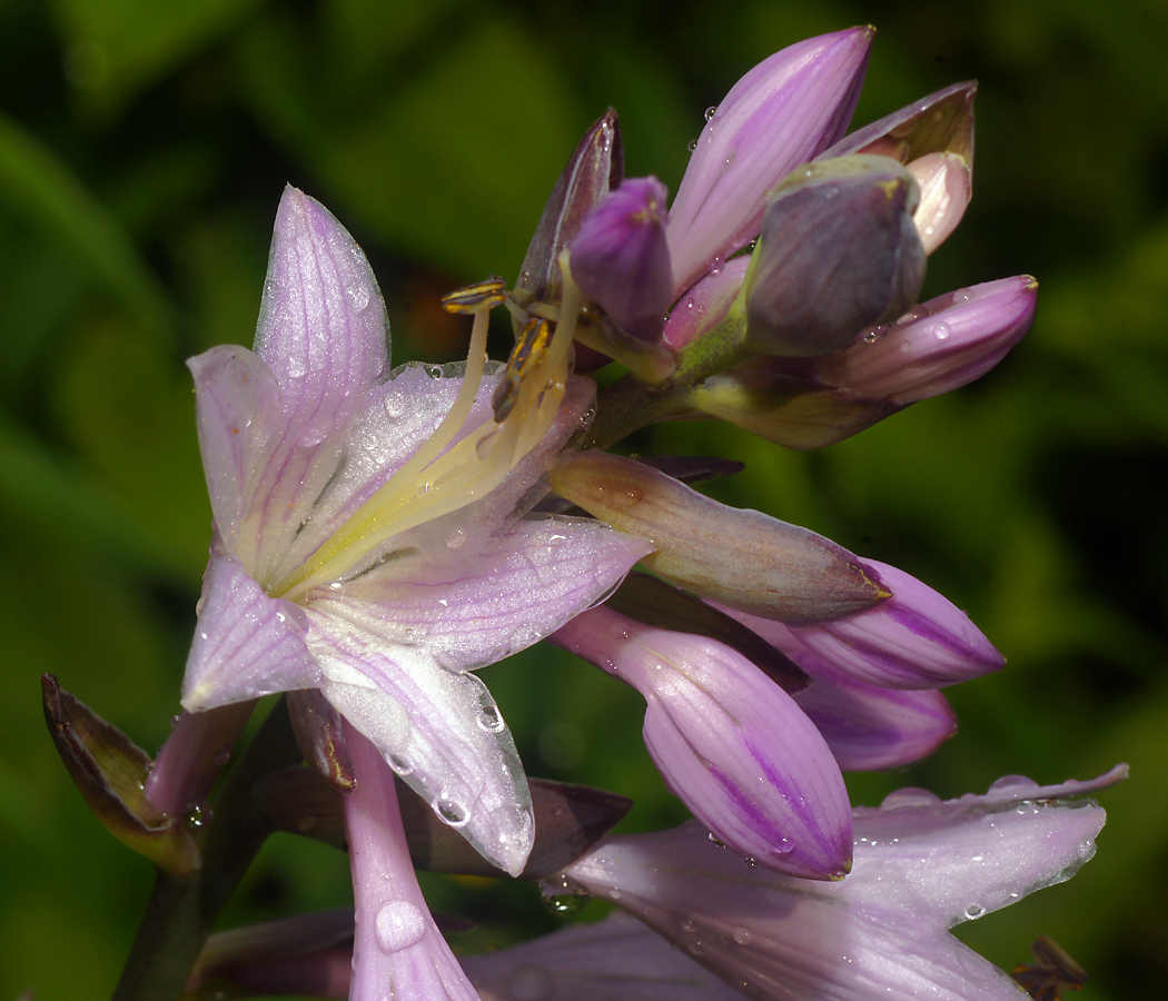 Image of Hosta albomarginata specimen.