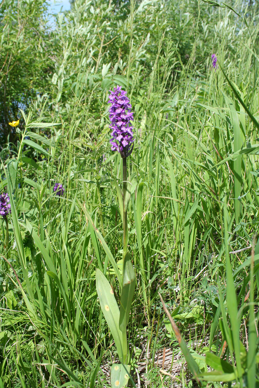 Изображение особи Dactylorhiza sibirica.