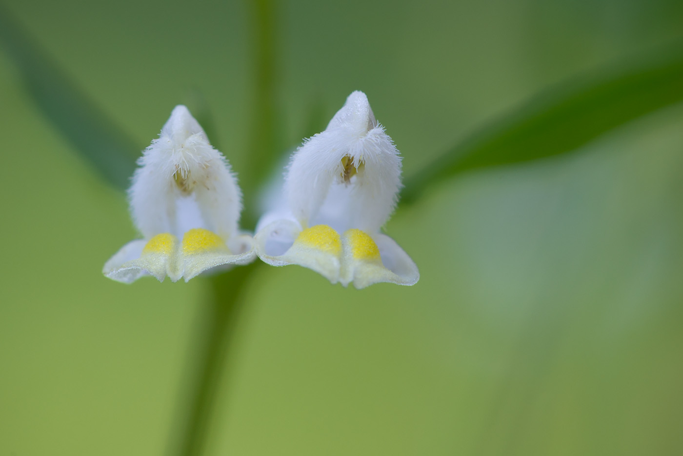 Image of Melampyrum pratense specimen.