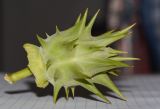 Datura ferox