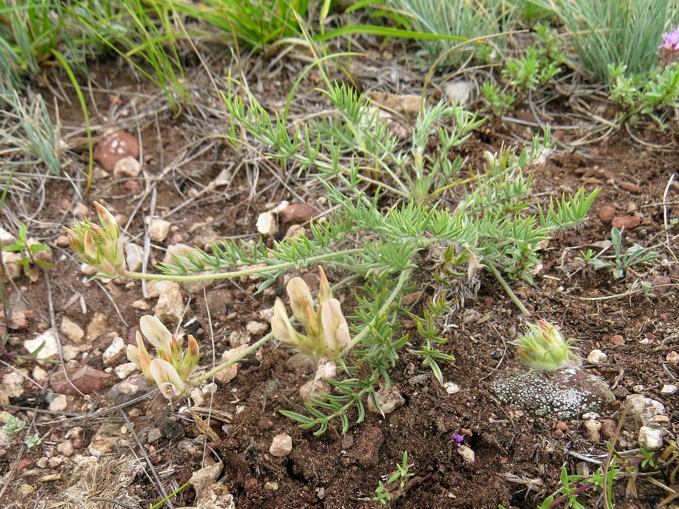 Изображение особи Oxytropis reverdattoi.