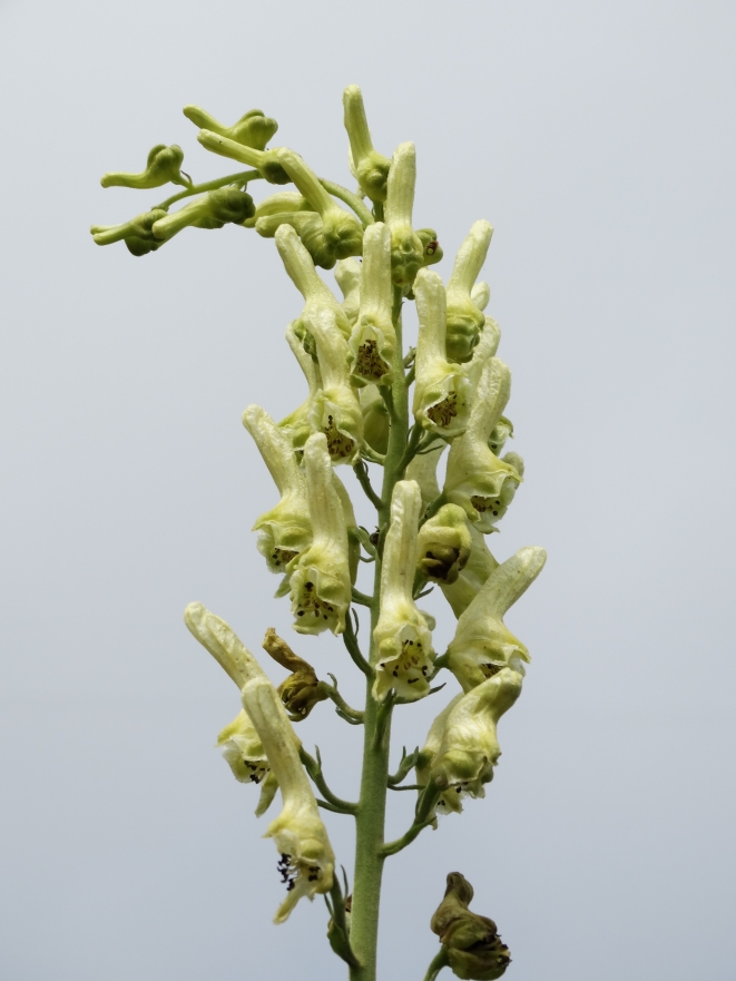 Image of Aconitum kirinense specimen.