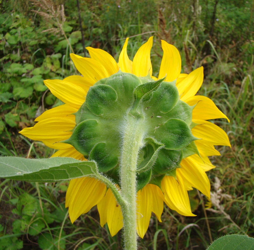 Изображение особи Helianthus annuus.