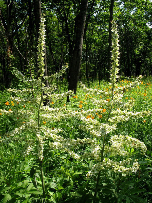 Изображение особи Veratrum grandiflorum.