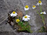 Tripleurospermum maritimum. Цветущее растение. Исландия, окр. г. Кефлавик, каменистое побережье. 31.07.2016.