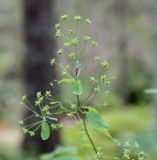 Thalictrum macrophyllum