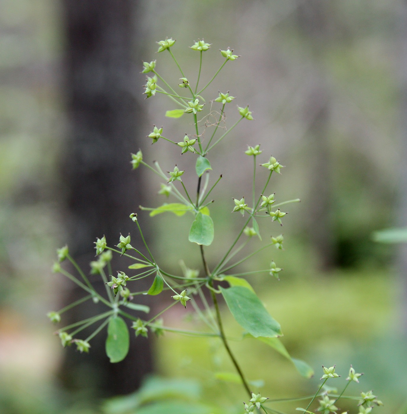 Изображение особи Thalictrum macrophyllum.