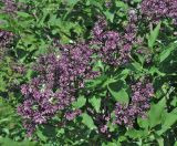 Syringa pubescens ssp. patula