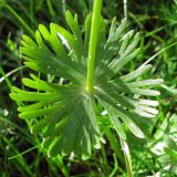 Eranthis longistipitata