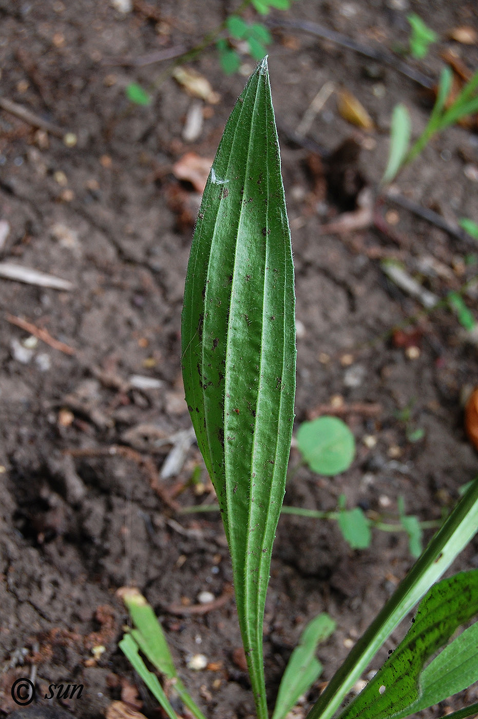 Изображение особи Plantago lanceolata.