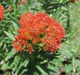 Rhodiola linearifolia