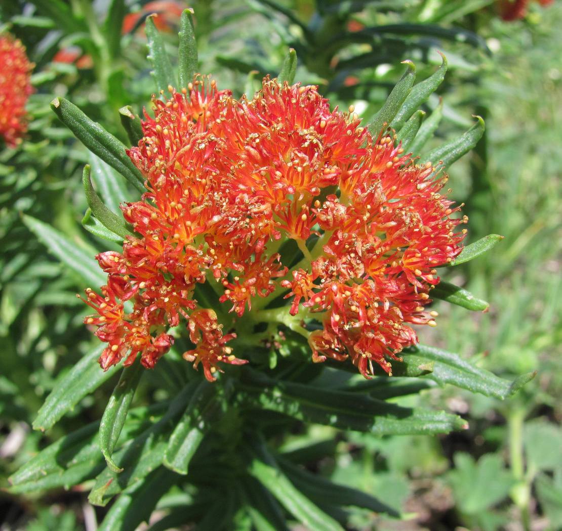 Image of Rhodiola linearifolia specimen.