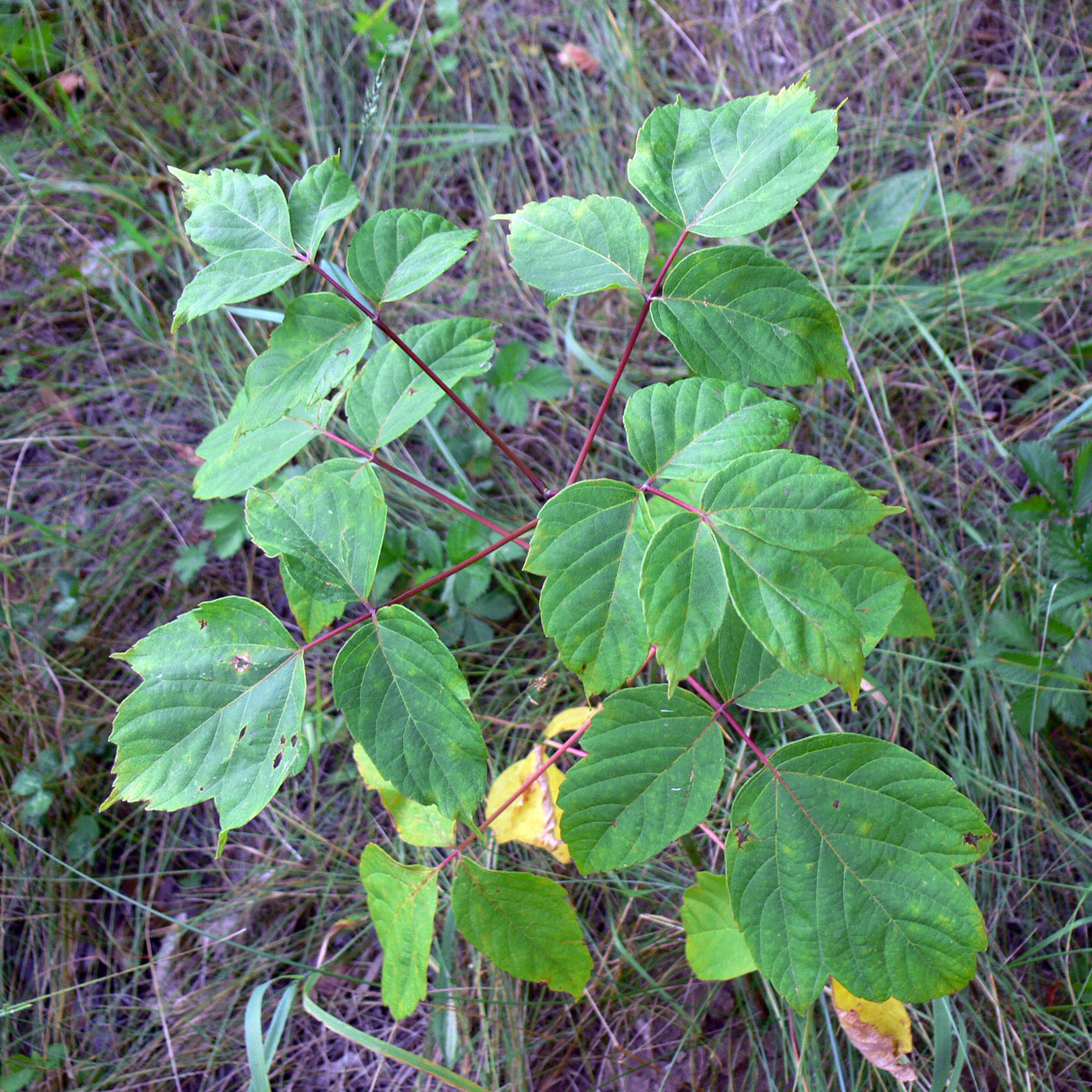 Image of Acer negundo specimen.