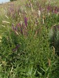 Dianthus elongatus
