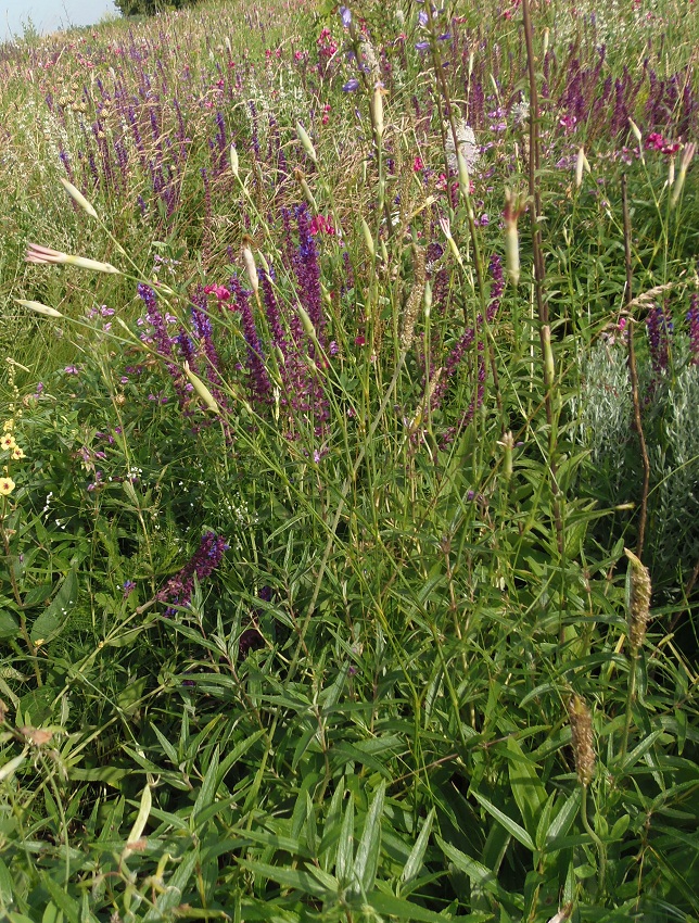 Изображение особи Dianthus elongatus.