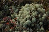 Cladonia stellaris