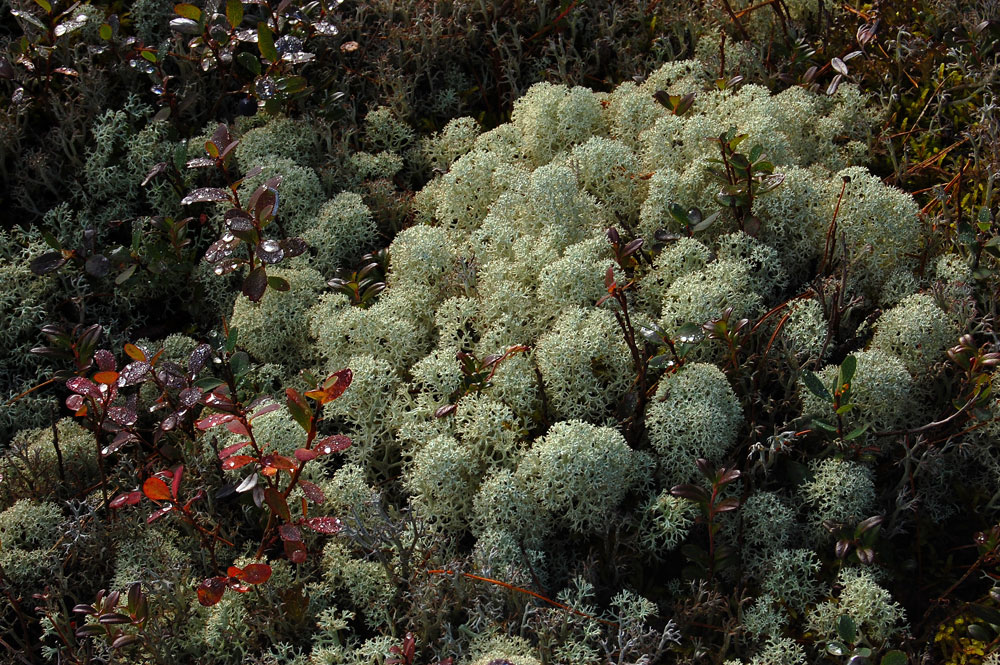 Image of Cladonia stellaris specimen.