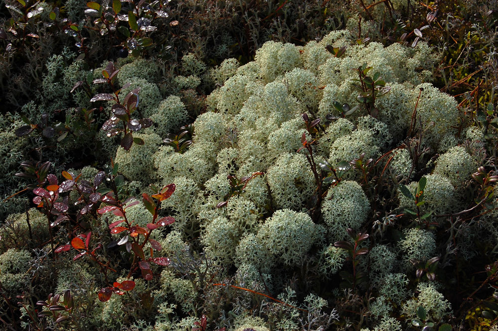 Изображение особи Cladonia stellaris.