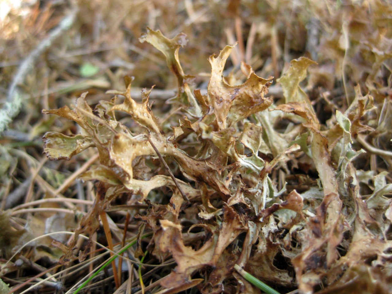 Image of Cetraria islandica specimen.