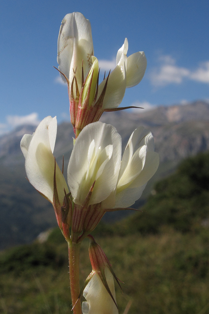 Image of Trifolium polyphyllum specimen.