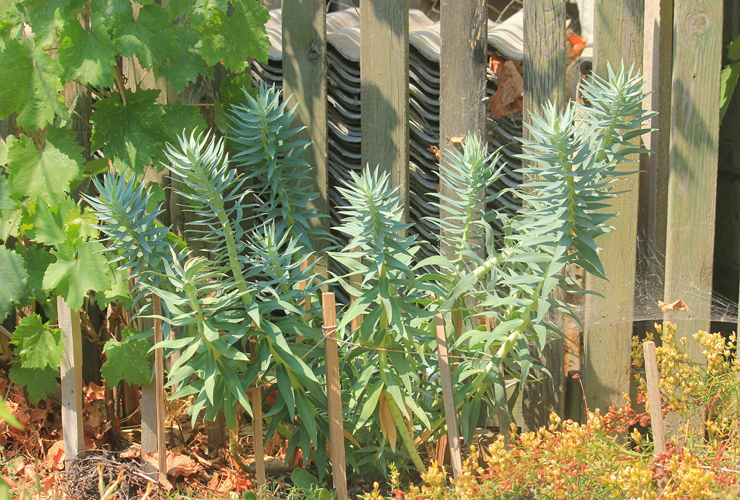 Image of Euphorbia rigida specimen.