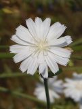 Cichorium intybus