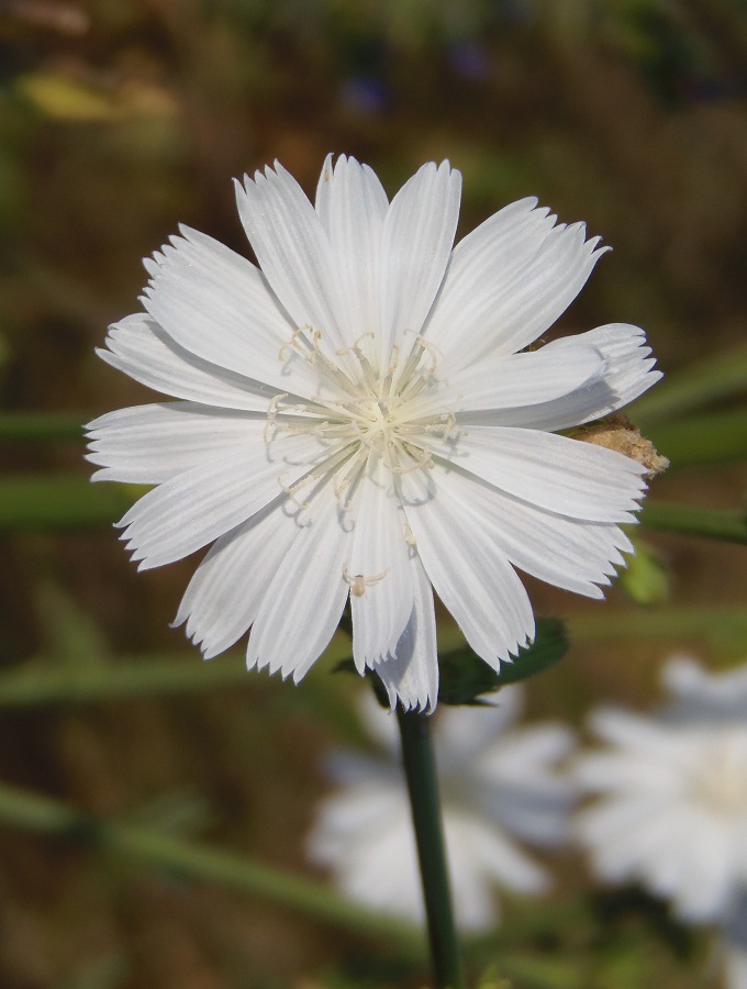 Image of Cichorium intybus specimen.