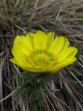 Adonis vernalis