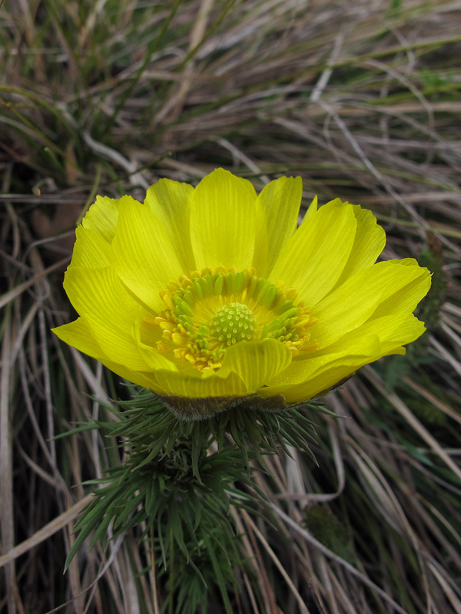 Изображение особи Adonis vernalis.
