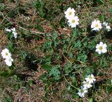 Callianthemum sajanense