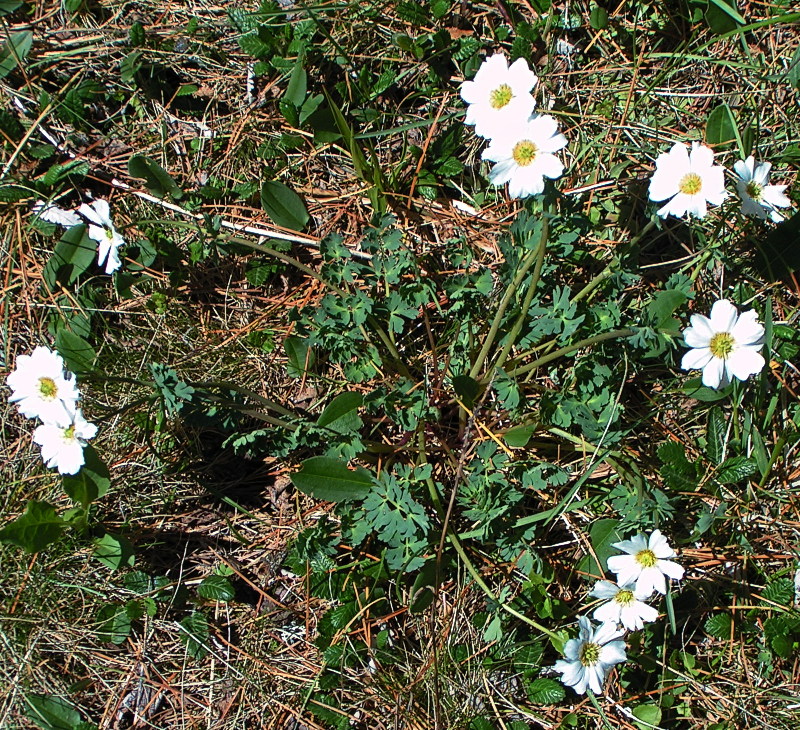 Изображение особи Callianthemum sajanense.