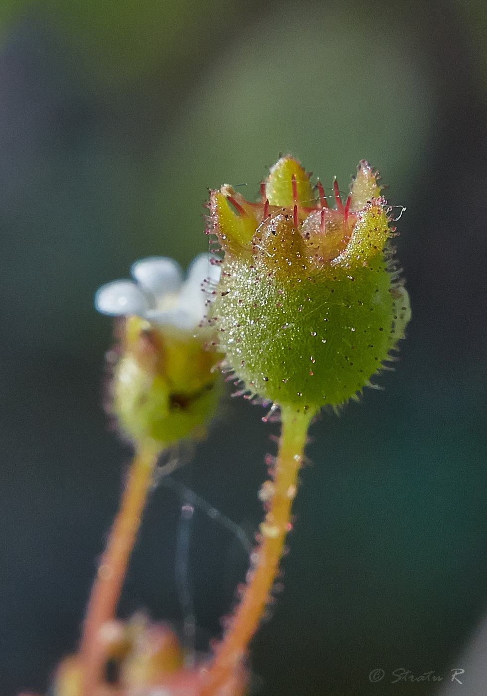 Изображение особи Saxifraga tridactylites.