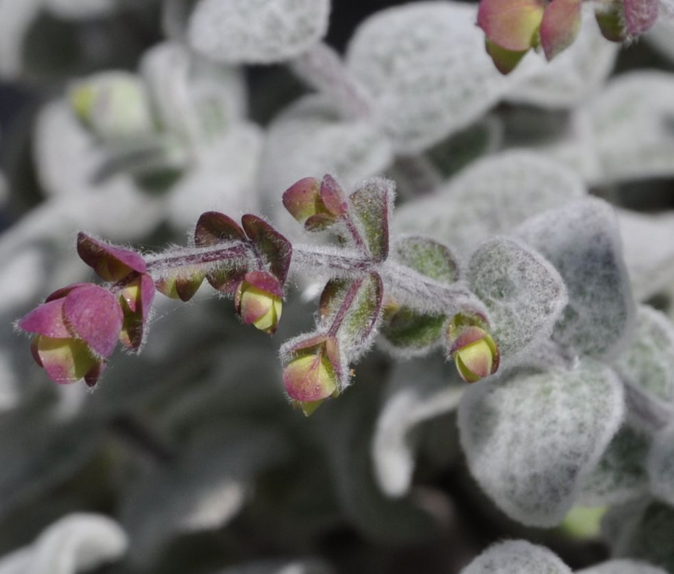 Изображение особи Origanum dictamnus.