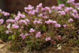 Androsace carnea