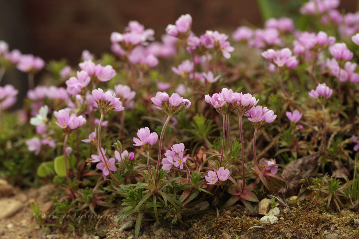 Изображение особи Androsace carnea.