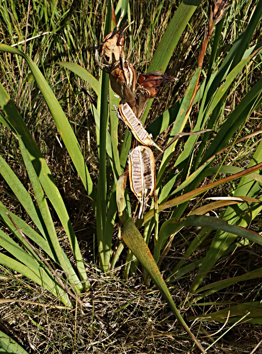 Image of Iris halophila specimen.