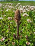 Orobanche minor