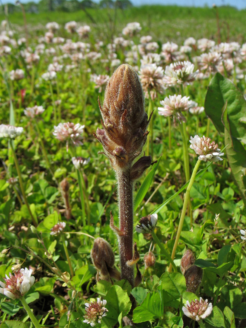 Изображение особи Orobanche minor.