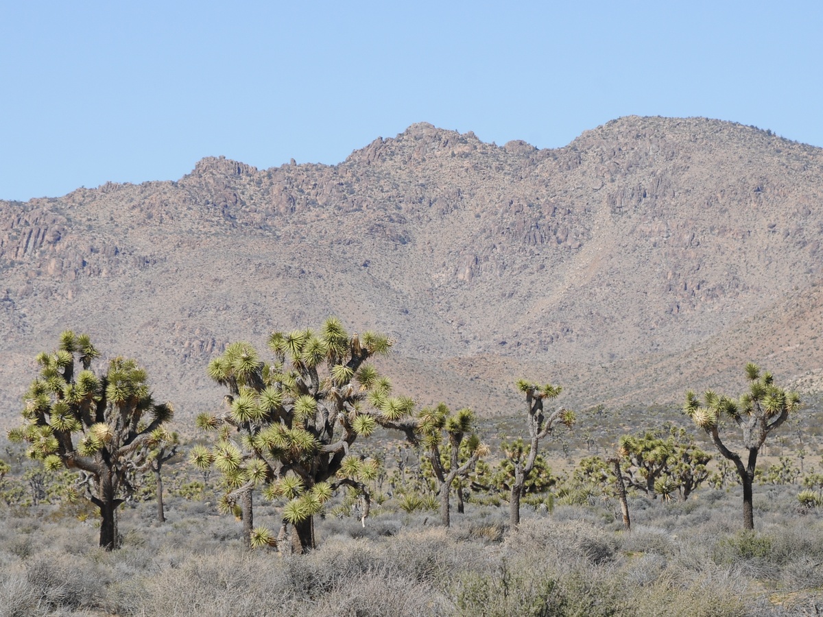 Изображение особи Yucca brevifolia.